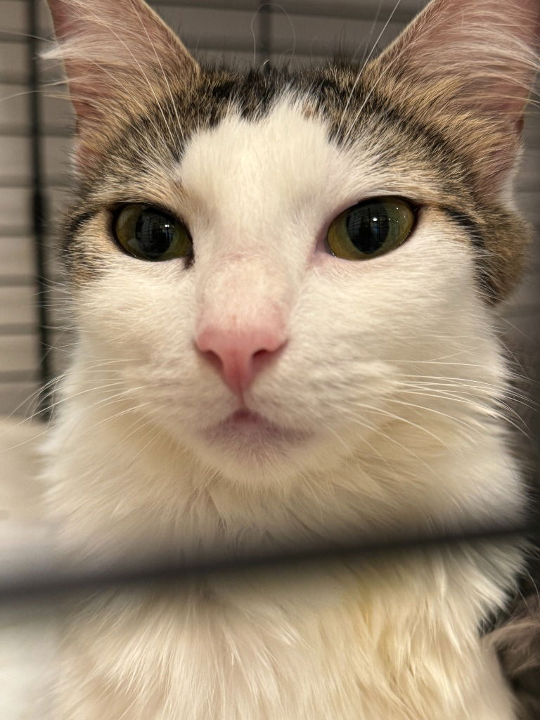 adoptable Cat in New Braunfels, TX named Mona