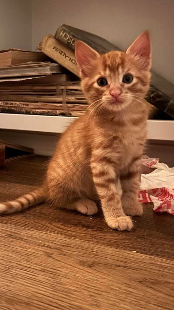 adoptable Cat in New Braunfels, TX named Apollo