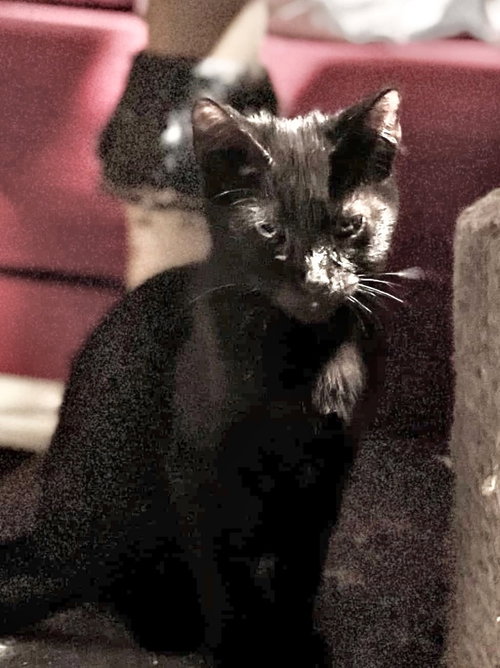 SLIMSHADY - Domestic Short Hair available for adoption