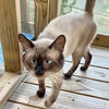 adoptable Cat in New Braunfels, TX named Bartholomew