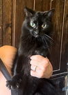 adoptable Cat in New Braunfels, TX named Josie