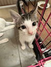 adoptable Cat in New Braunfels, TX named Feisty