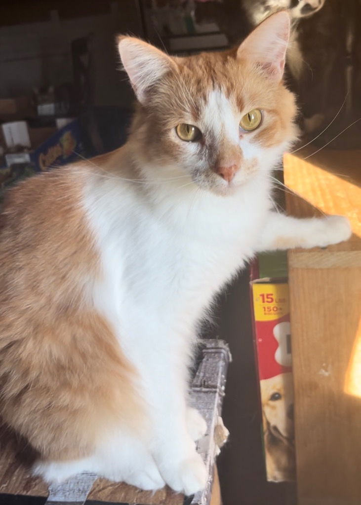 adoptable Cat in New Braunfels, TX named Remy