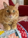 adoptable Cat in New Braunfels, TX named Mike the Tiger