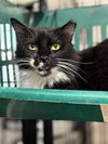 adoptable Cat in New Braunfels, TX named Morticia