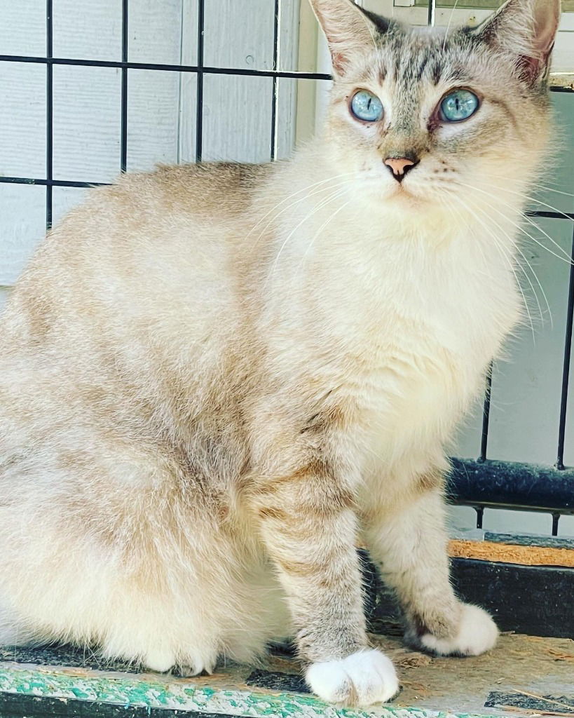 adoptable Cat in New Braunfels, TX named Paulie Newman