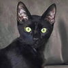 adoptable Cat in New Braunfels, TX named Kamaji