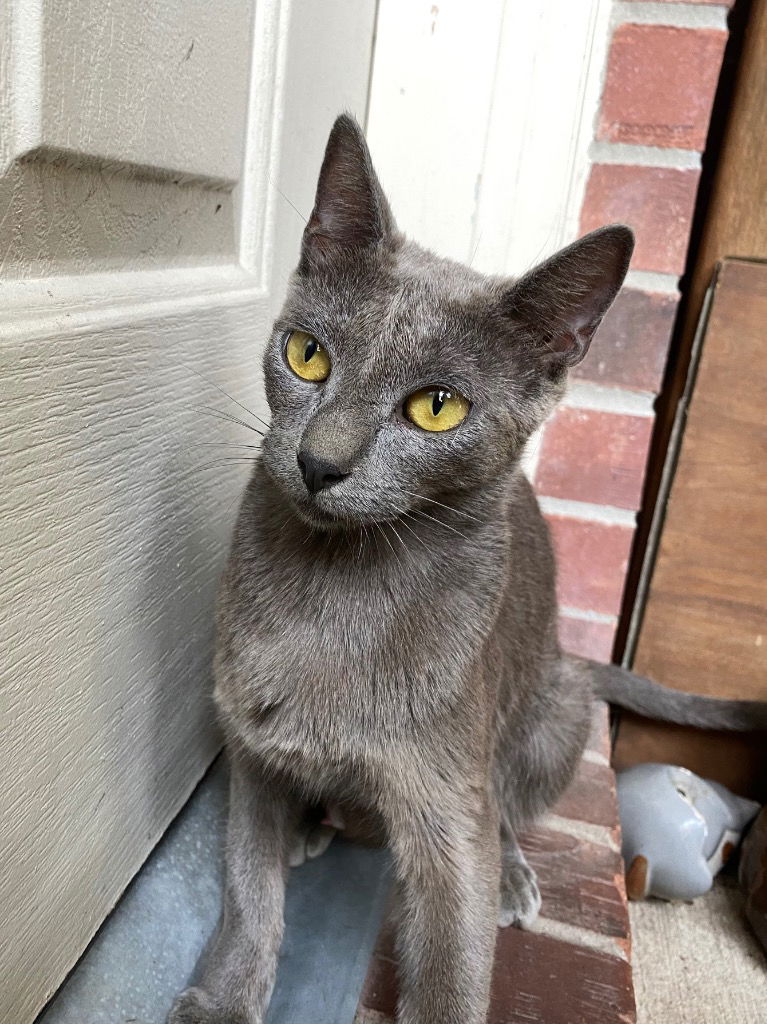 adoptable Cat in New Braunfels, TX named Blue mama #2