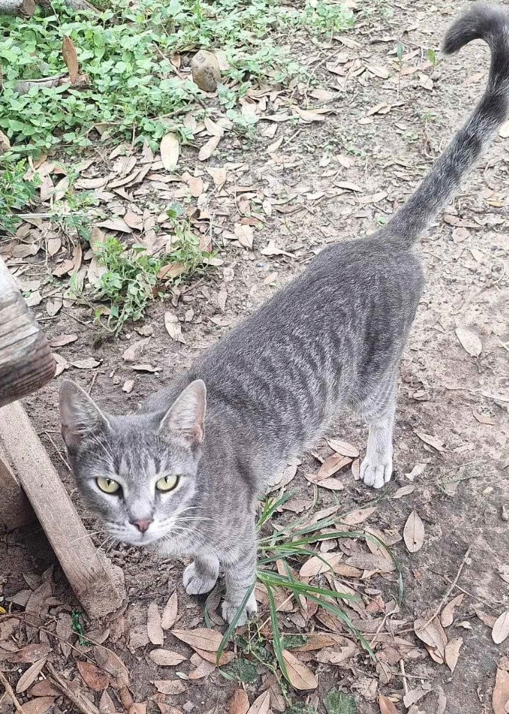 adoptable Cat in New Braunfels, TX named Tabby Mama