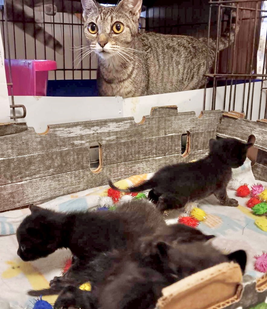 adoptable Cat in New Braunfels, TX named Macy + 4 kittens