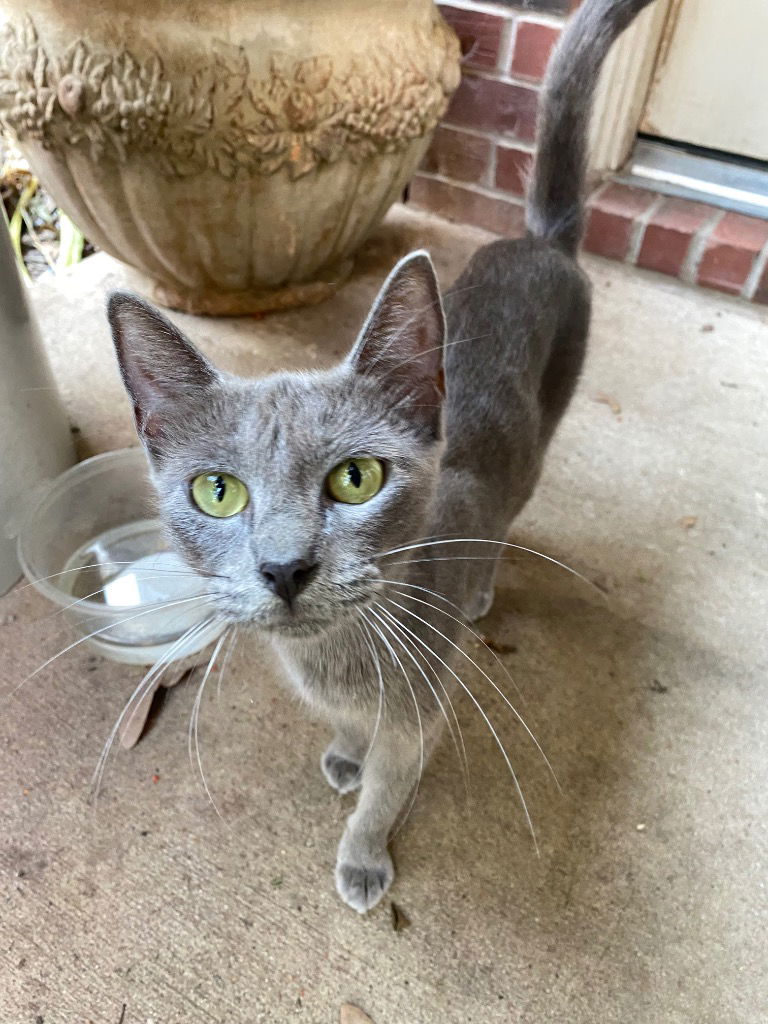 adoptable Cat in New Braunfels, TX named Blue mama #1