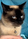 adoptable Cat in New Braunfels, TX named Luca