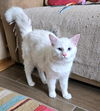 adoptable Cat in New Braunfels, TX named Snowball