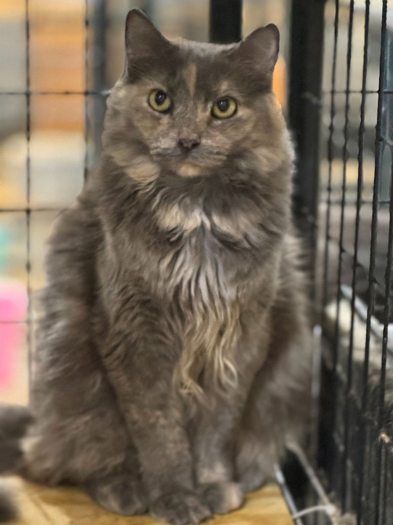 adoptable Cat in New Braunfels, TX named Tiramisu