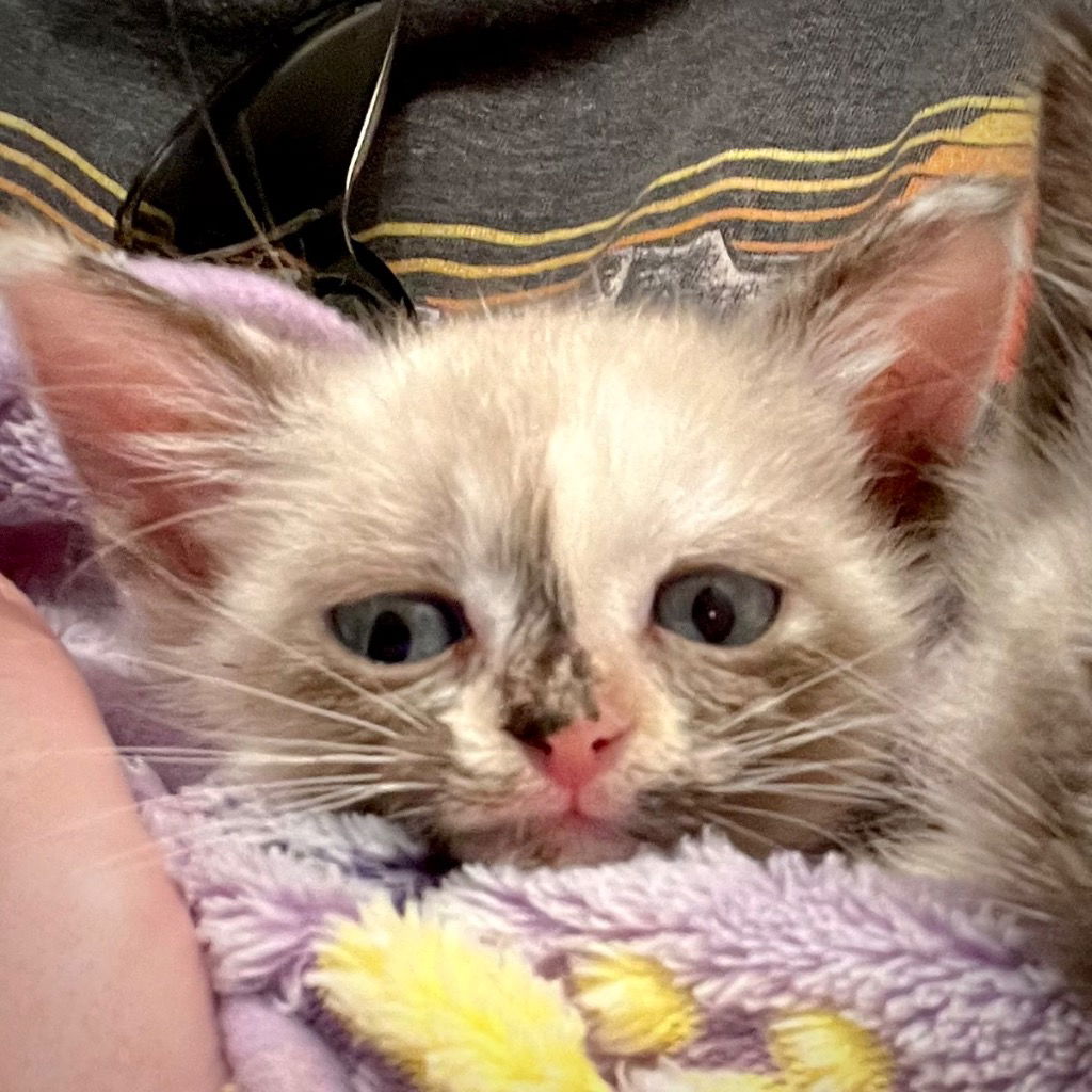 adoptable Cat in New Braunfels, TX named MangoTango