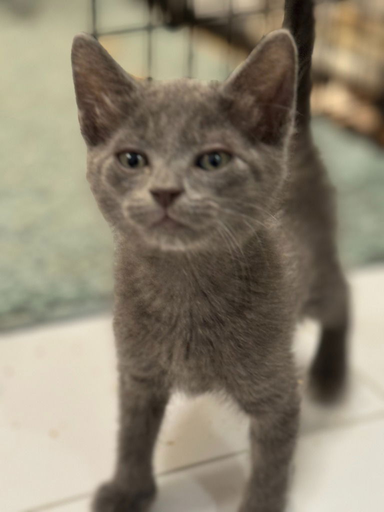 adoptable Cat in New Braunfels, TX named Marco