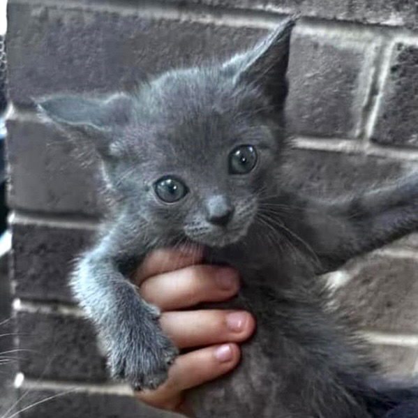 adoptable Cat in New Braunfels, TX named Marshall