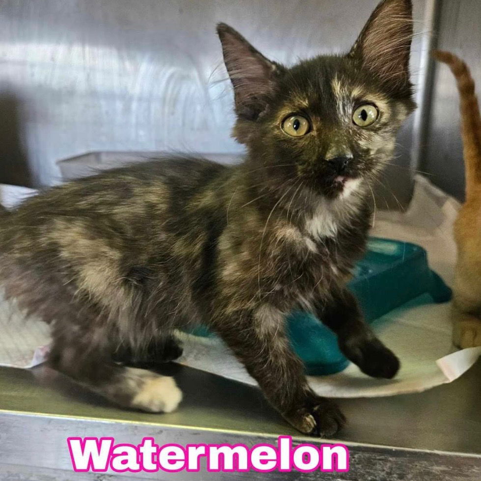 adoptable Cat in New Braunfels, TX named Watermelon