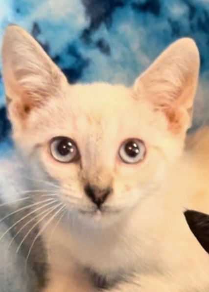 adoptable Cat in New Braunfels, TX named Diamond