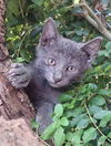 adoptable Cat in New Braunfels, TX named Lavender