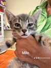 adoptable Cat in New Braunfels, TX named Milo