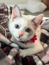 adoptable Cat in New Braunfels, TX named Pinkie