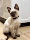 adoptable Cat in New Braunfels, TX named Muffin “Felix”