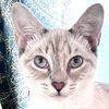 adoptable Cat in New Braunfels, TX named Stormy