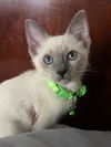 adoptable Cat in New Braunfels, TX named William