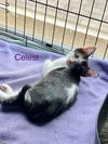 adoptable Cat in New Braunfels, TX named Celeste