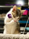 adoptable Cat in New Braunfels, TX named Marie Antoinette