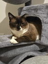 adoptable Cat in New Braunfels, TX named Milkshake