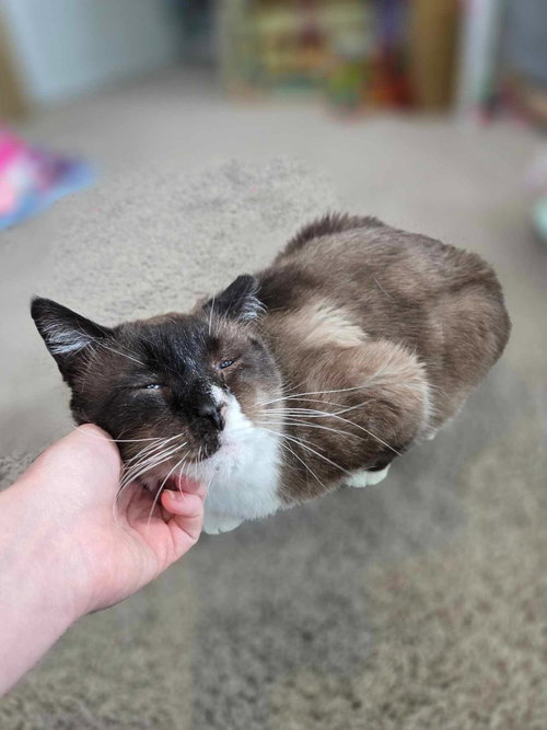 MILKSHAKE - Siamese / Domestic Short Hair available for adoption