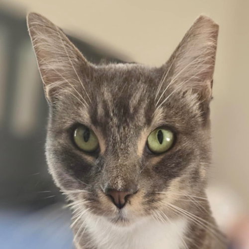 ROSIE - Domestic Short Hair available for adoption