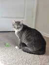 Rosie - Photo 2