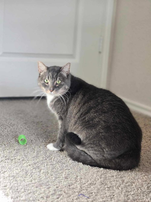 ROSIE - Domestic Short Hair available for adoption