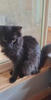 adoptable Cat in  named Ninja