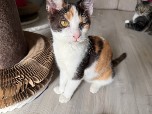 Maria S Katzen, a cat for adoption from Siamese Oriental Snowshoe Cat Rescue and Rehoming