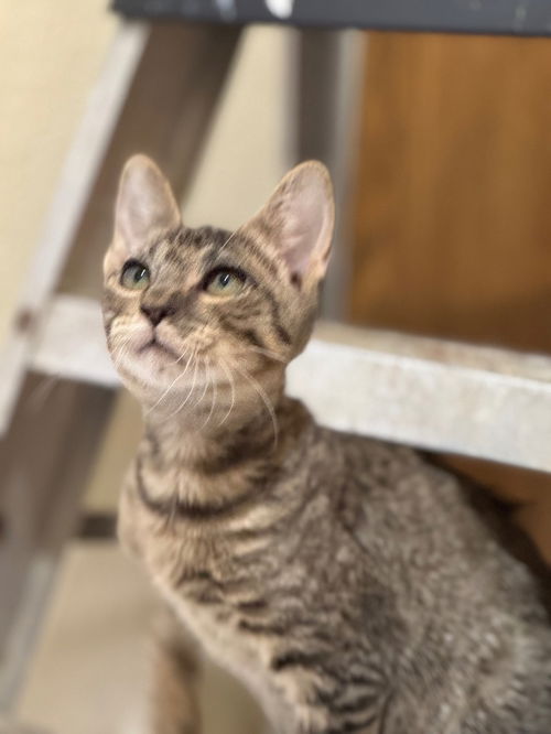 picture of the cat needing adoption