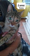 adoptable Cat in New Braunfels, TX named Luna Puma