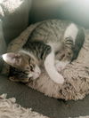 adoptable Cat in New Braunfels, TX named Hope#2