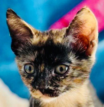 picture of the cat needing adoption