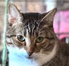adoptable Cat in new braunfels, TX named Batgirl “Nicole”