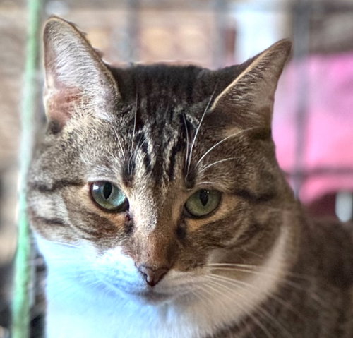 picture of the cat needing adoption