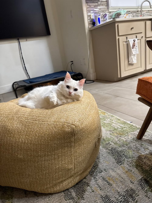 BATGIRL “NICOLE” - American Shorthair available for adoption