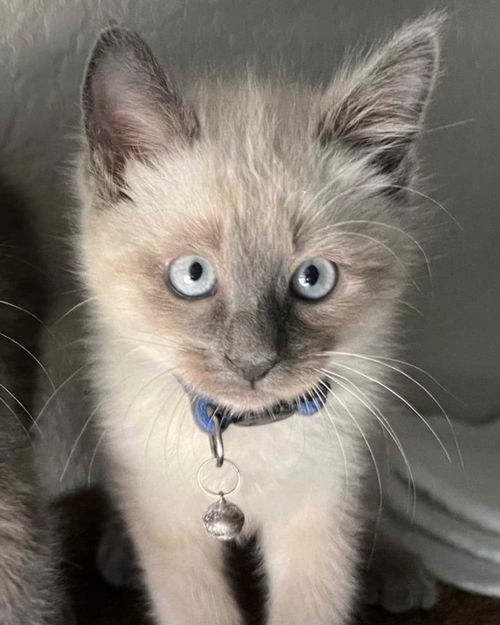 picture of the cat needing adoption