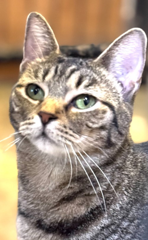 picture of the cat needing adoption