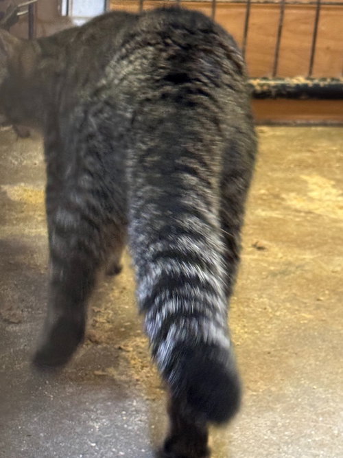 BRISKET - Domestic Short Hair available for adoption