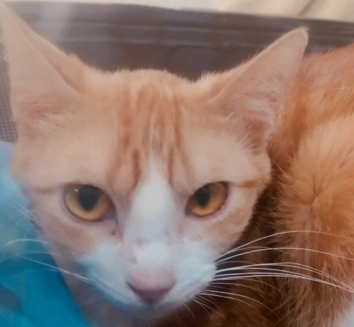 picture of the cat needing adoption