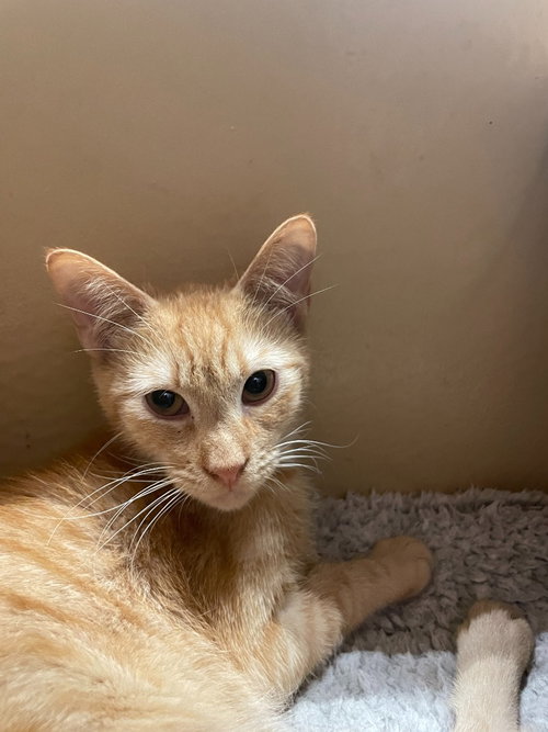 CHEESE - Domestic Short Hair available for adoption